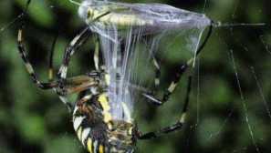 Kako narediti pajčevo nit